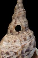 LARGE SHELL TRUMPET